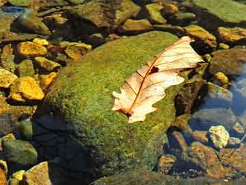 4949澳門(mén)開(kāi)獎(jiǎng)現(xiàn)場(chǎng)開(kāi)獎(jiǎng)直播,澳門(mén)彩票背后的風(fēng)險(xiǎn)與挑戰(zhàn)，關(guān)于直播開(kāi)獎(jiǎng)的探討